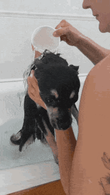 Wt Doggie Bad Bath Dig Taking A Bath GIF - Wt Doggie Bad Bath Dig Taking A Bath Take A Bath GIFs