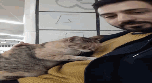 a man with a beard is laying down with a cat on his shoulder and the number 5 is written on the wall behind him