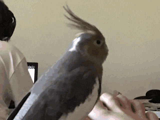 a gray and white bird with a long tail is sitting on a person 's foot