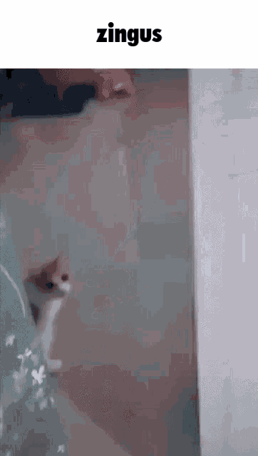 a cat is walking through a doorway with the word zingus on the bottom .