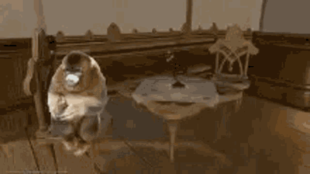 a cat is standing on a wooden floor in a room next to a table .