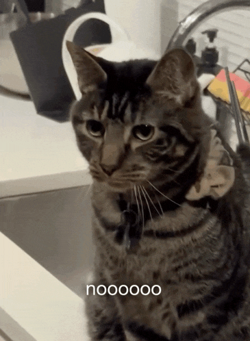 a cat sitting in a sink with the word nooooo on the bottom right