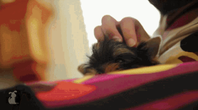 a close up of a person petting a cat on a blanket