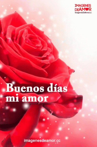 Buenos Días Mi Amor GIF - Buenos Dias Mi Amor Rose Love GIFs