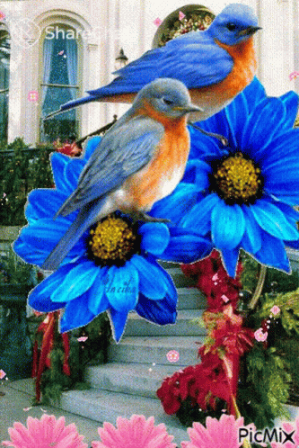 नीलेफूल पक्षी GIF