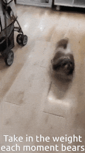 a dog is walking on a wooden floor with the words take in the weight each moment bears below it
