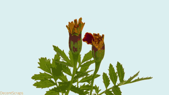 Marigold Blooming Time Lapse GIF - Marigold Blooming Time Lapse GIFs