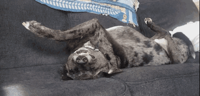 Hulo Sleepy GIF - Hulo Sleepy Sleepy Dog GIFs