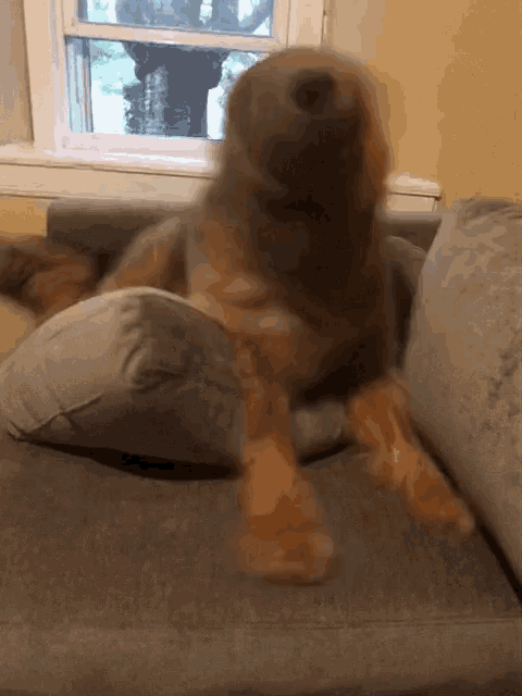 a dog is laying on a couch with its paws on a pillow