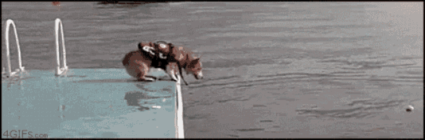 a dog wearing a life jacket is standing on a dock next to a person .