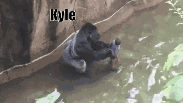 Gorilla Walking GIF - Gorilla Walking Bringing Him To New Home GIFs