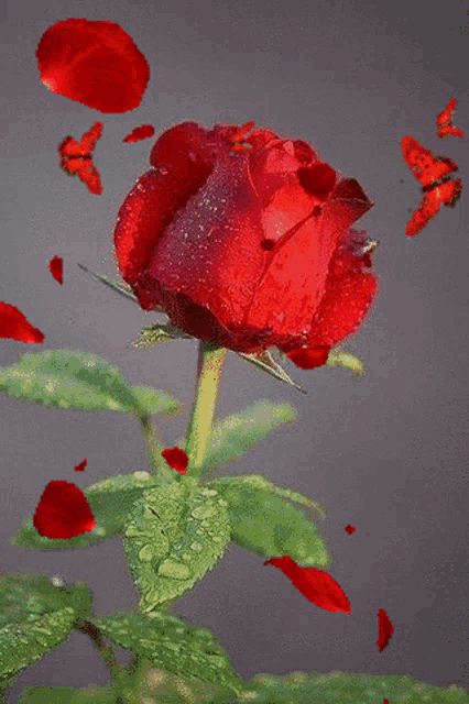 a red butterfly sits on a red rose with petals falling around it