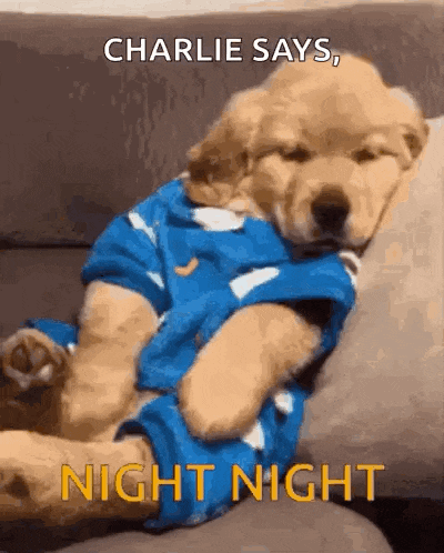 a puppy is laying on a couch wearing a blue shirt and says night night .
