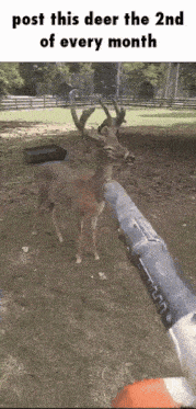 a deer standing next to a person holding a hose in its mouth