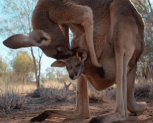 Kangaroo Joey GIF - Kangaroo Joey GIFs