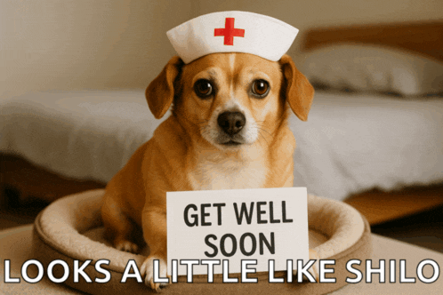 a dog wearing a nurse 's hat holds a sign that says get well soon