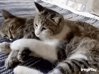 Cats Cudddles GIF - Cats Cudddles Fete GIFs