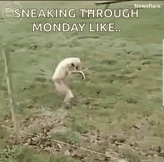Sneaking Through Monday Like Walking Sideways GIF - Sneaking Through Monday Like Walking Sideways Monkey GIFs