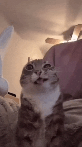 a cat is sitting on a bed looking up at the camera with its mouth open .