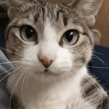 Cute Cat GIF - Cute Cat Let Me Kiss You GIFs