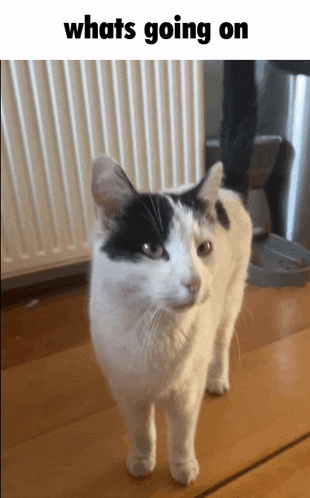 a black and white cat standing on a wooden floor with the words whats going on written above it
