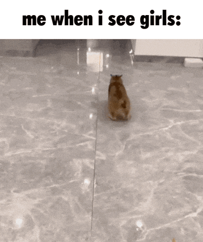 a cat is sitting on a tiled floor with the words me when i see girls below it