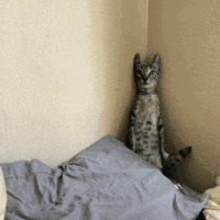 a cat is sitting in the corner of a room