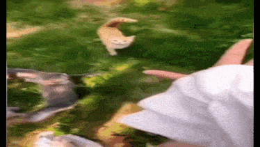 a person is holding a kitten in a field