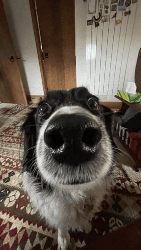 a close up of a dog 's nose looking up