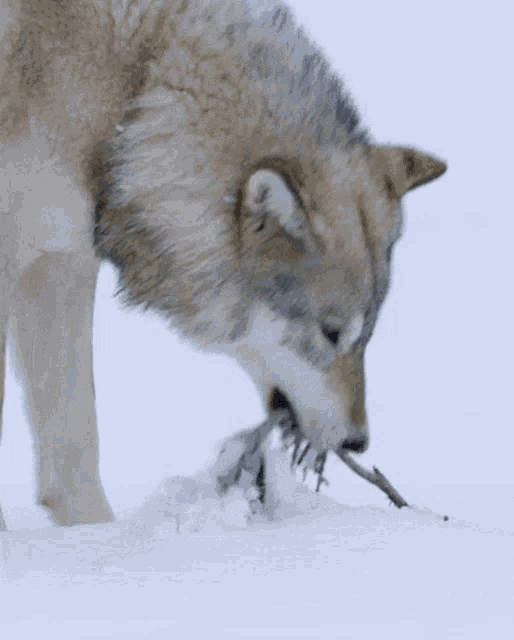 Animals Wolves Timber Wolf GIF - Animals Wolves Timber Wolf GIFs