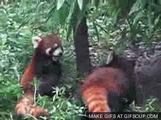 Red Panda Scuffle GIF - Red Panda Scuffle Cuddle GIFs