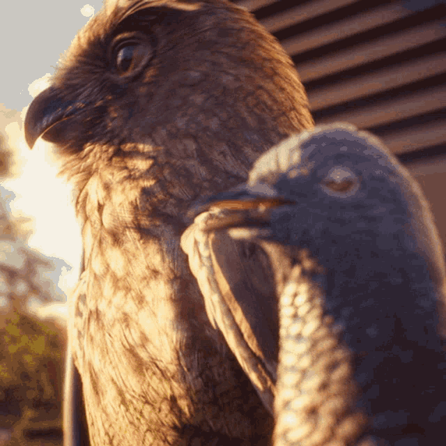 an owl and a pigeon are standing next to each other and looking at the camera