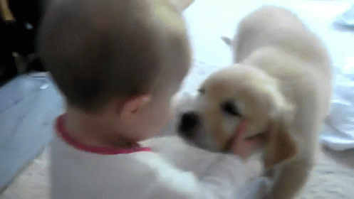 Love At First Sight GIF - Animals Cute Puppy GIFs
