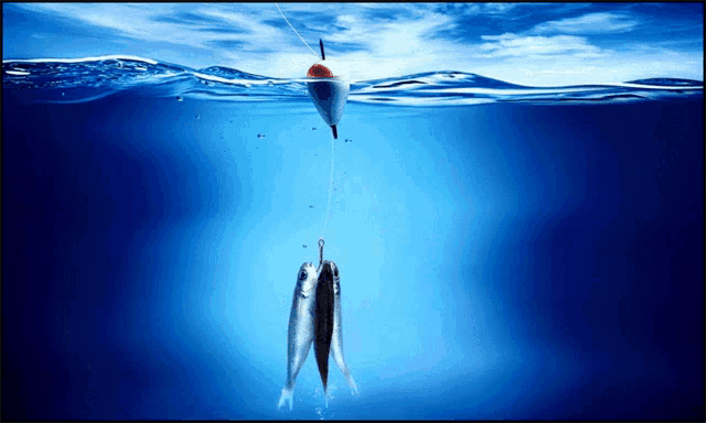 two fish hanging from a fishing line in the ocean