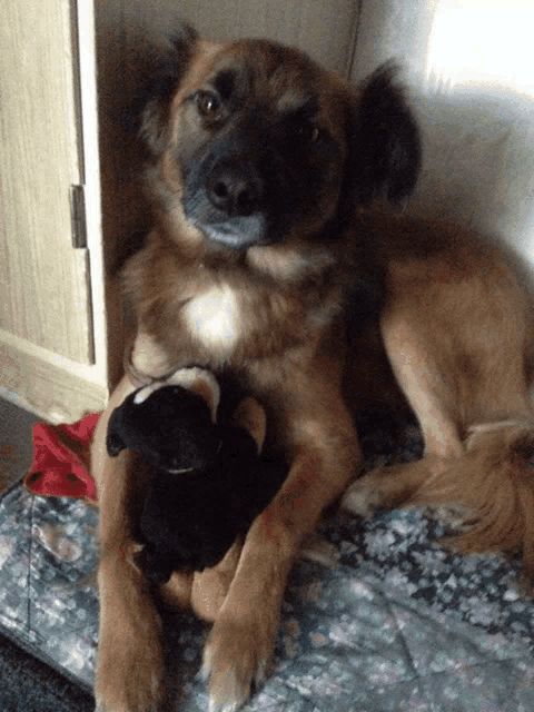 a brown dog laying on a bed with a stuffed animal in its lap