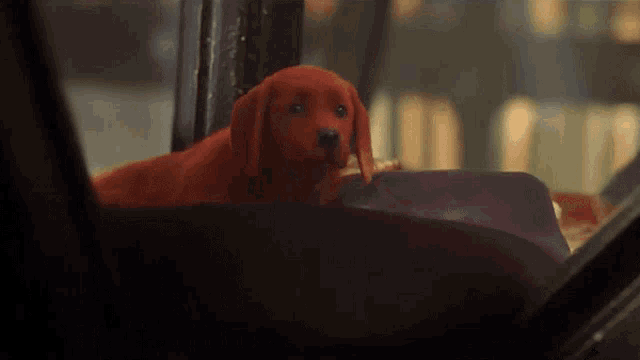 a red dog is sitting in a car looking out the window