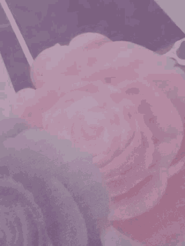 a close up of a purple and pink flower on a white background