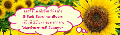 a picture of a sunflower with a pink speech bubble in the background