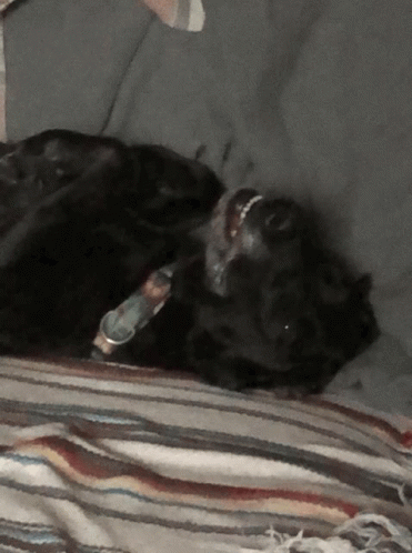 Dogs Funny GIF - Dogs Funny Why GIFs