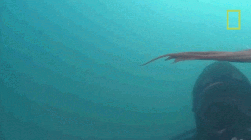 Swimming Octopuses101 GIF - Swimming Octopuses101 Underwater GIFs