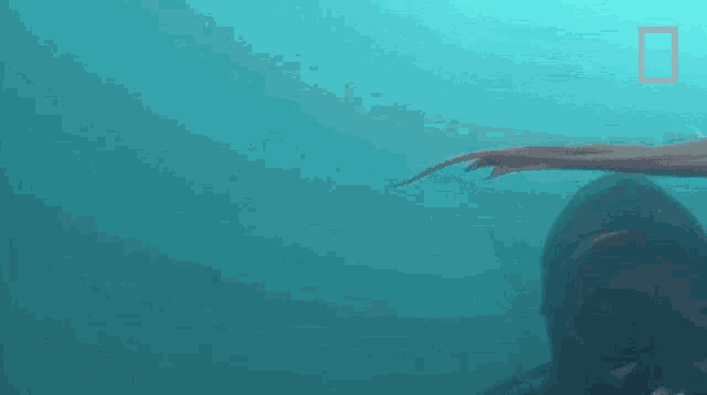 a scuba diver is swimming with a large octopus in the water .