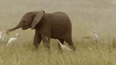 a baby elephant is walking through a grassy field with birds in the background .