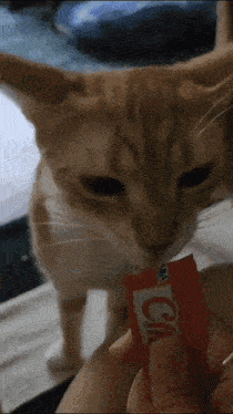 Cat Lick Churu GIF - Cat Lick Churu Cat Churu GIFs