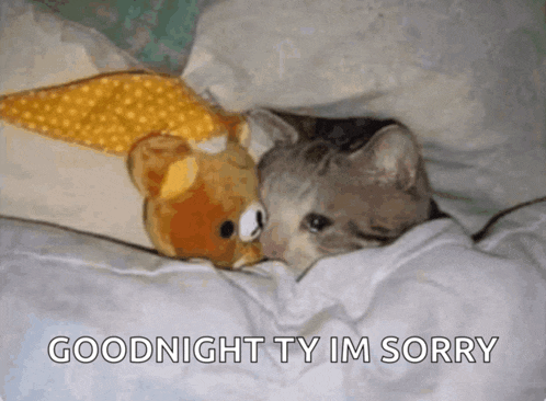 a cat laying next to a teddy bear with the words " goodnight ty im sorry " above it