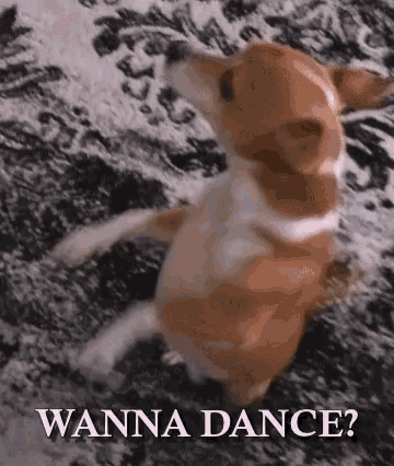 a brown and white dog is standing on its hind legs with the words wanna dance above it