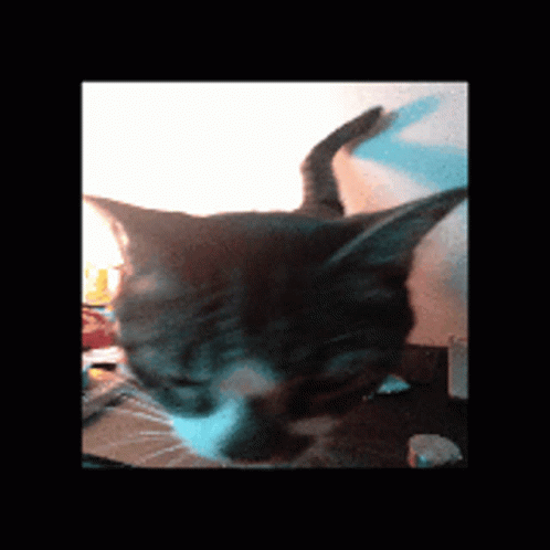 Smudge Smudge The Cat GIF