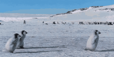 a group of penguins standing on their hind legs in a snowy field