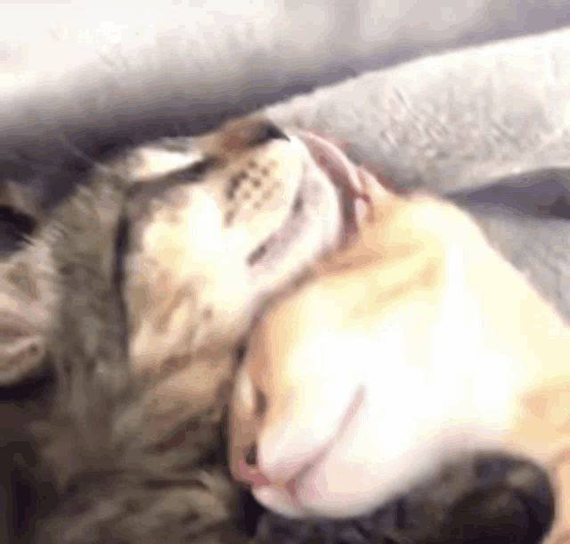 a cat and a kitten are laying next to each other on a couch .