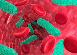 a computer generated image of bacteria and blood cells in a bloodstream .