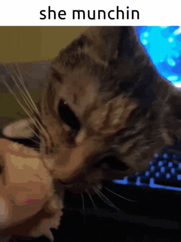 a close up of a cat with the words she munchin on the bottom